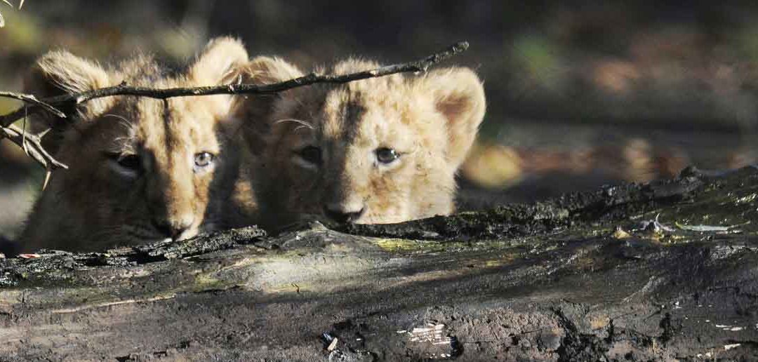 ZOOCamp 27_28 juli 2019